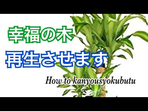 幸福の木の再生 Youtube