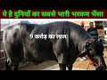 दुनियाँ का सबसे भारी भरकम साँड़ ( झोटा ) //best bull of the world // Sabse mahnga sand jhota