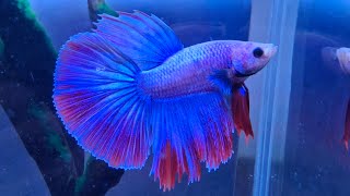 “watching betta fish relax” #betta #fish  #best 002