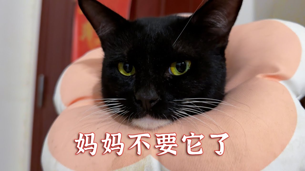 绝育后，妈妈不认它了，这是为啥