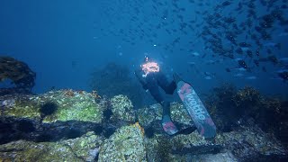 Targeting Winter Kingfish Spearfishing New Zealand