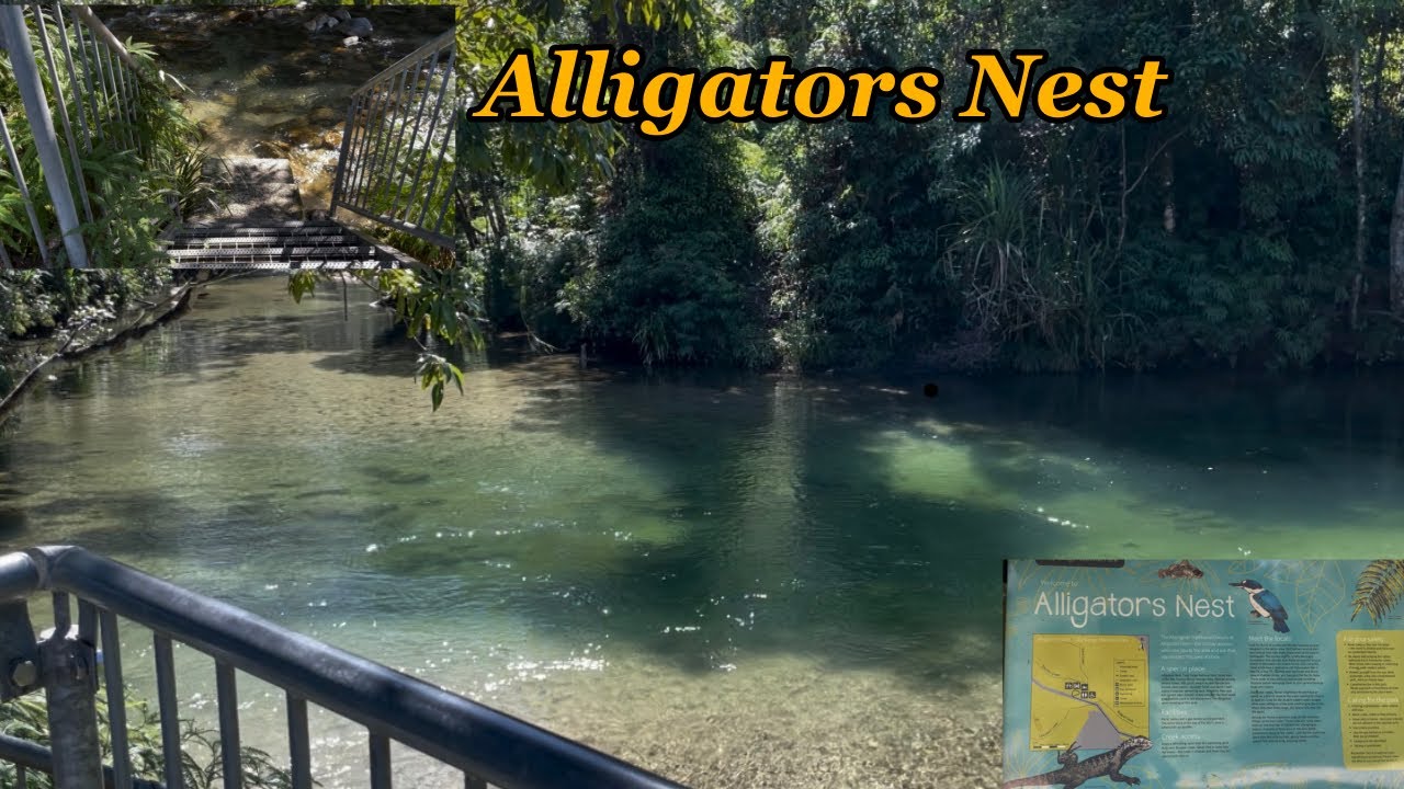 Alligators Nest (Tully Gorge National Park) | FNQ AUSTRALIA