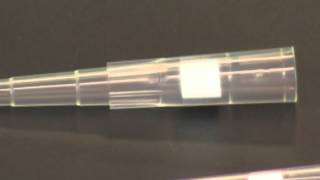 Using a Micropipet