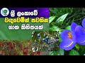 ශ්‍රී ලංකාවේ වඳ වෙමින් පවතින ශාක / Endangered plants of srilanka / 3,4,5ශ්‍රේණි පරිසරය / primary අපි