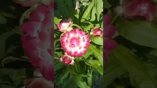 kinds of helichrysumpeper flowerscuriositywithsujanhyoutubeshortsviral