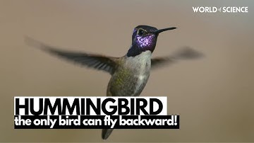 Hummingbird is the only bird can fly backward! | World of Science #WorldofScience