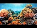 Indonesias extraordinarily unique coral reefs  equator