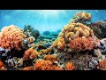 Indonesia S Extraordinarily Unique Coral Reefs Equator Indonesia S Extraordinarily Unique Coral Reefs Equator
