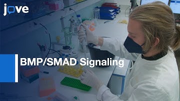 BMP/SMAD Signaling Visualiztion under using Proximity-Ligation-Assay | Protocol Preview
