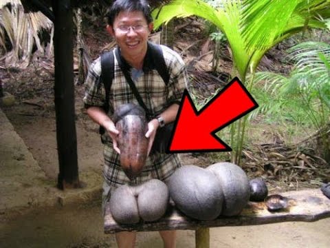 12 Strange Things Found in Jungles
