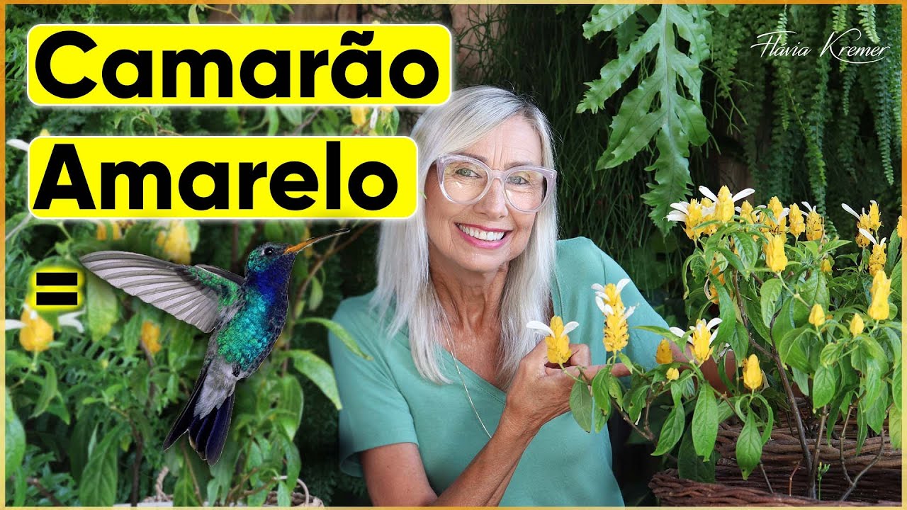 Como cuidar da planta Camarão Amarelo que atrai beija-flores | Flávia  Kremer - thptnganamst.edu.vn