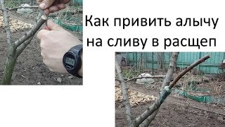 Прививка сливы / Как привить в расщеп на сливу алычу/(В этом ролике я покажу как можно привить на корнесобственную сливу алычу крупноплодную желтую сорта Гек...., 2016-04-13T03:00:01.000Z)