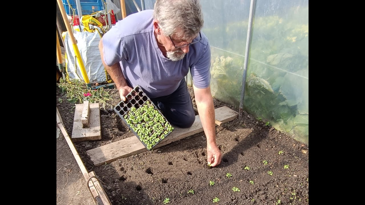 le 01/10/2025 : tour de jardin , évolution dans la serre ,repiquage de mache