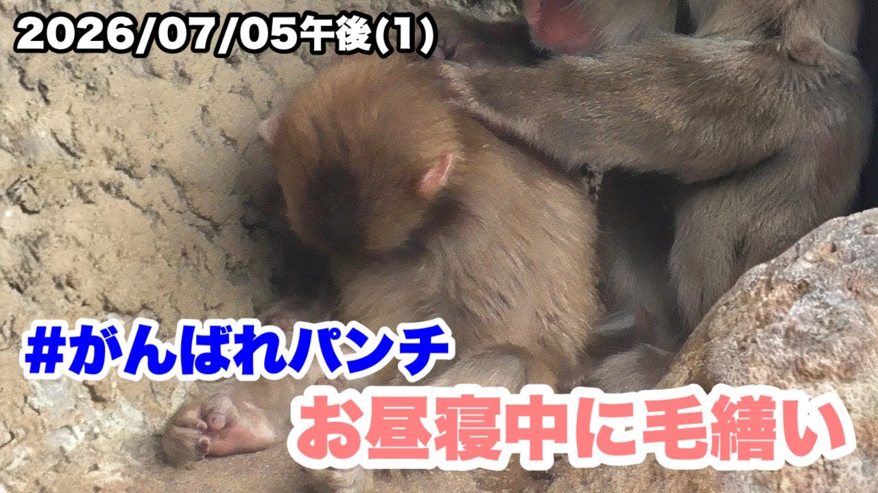 7/5午後(1) パンチくん、お昼寝中に毛繕いをしてもらう（Punch gets