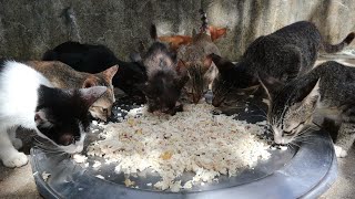 Poor Baby Kitten - Hungry kitten Eating food - The Gohan Dog And Cats