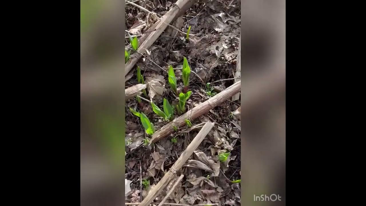 Ramps wild onions in the mountains of West Virginia. Do you know how