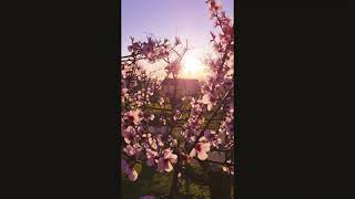 Youtube Shorts Sunrise View Spring In Switzerland 2021 Travel With Duwi..
