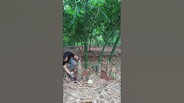 The process of taking bamboo shoots for food #shorts
