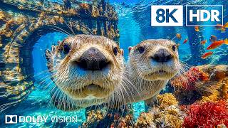 Beautiful Sea Life Creatures in 8K HDR | Dolby Vision™ screenshot 5