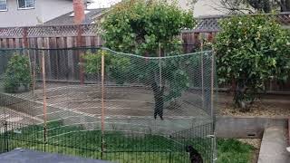 Ubasti tests Cat Tube from Catio to lawn enclosure by T Mark Hightower 117 views 3 years ago 4 minutes, 1 second