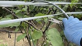 家庭菜園の害虫 トマトの葉に白い線が現れる原因は 病気 害虫 栄養不足 日焼け 特徴的な痕跡で初心者でもラクラク診断 Youtube