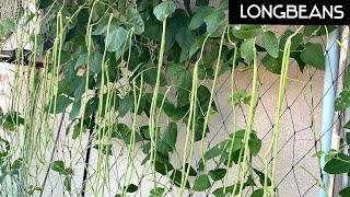 How to grow longbeans from seeds to harvest, Growing longbeans at home in pots.