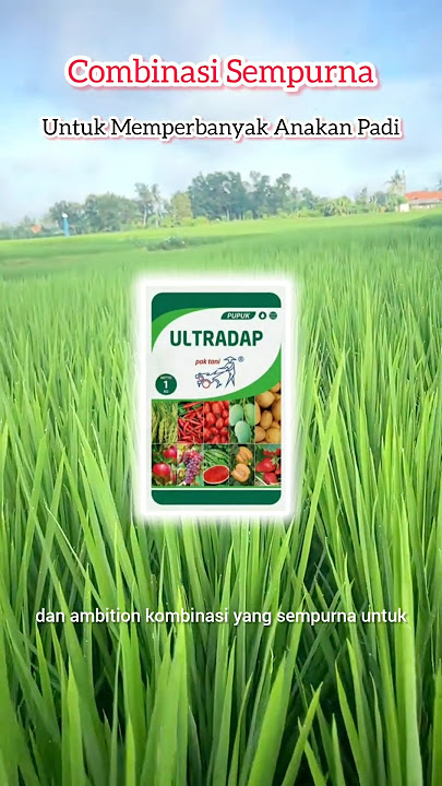 Cara Memperbanyak Anakan Padi Cukup Pakai Ultradap & Ambition. #shots #ultradap #ambition #padi