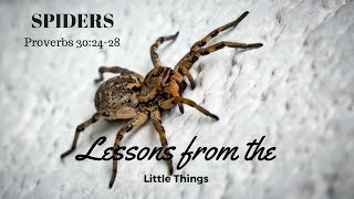 SPIDERS: Lessons From The Little Things (4 of 4)