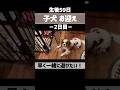 【子犬】お迎え２日目② #キャバリア #shorts