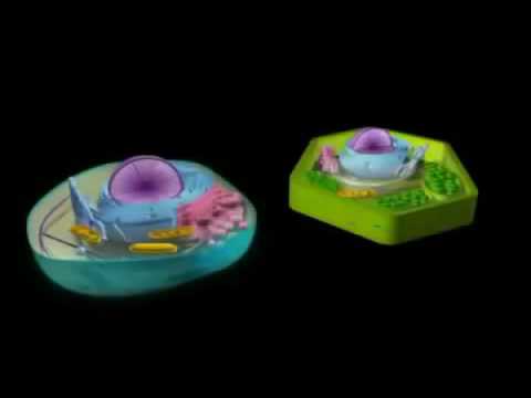 Video So sánh sự khác biệt giữa tế bào gốc thực vật và tbg... - youtube