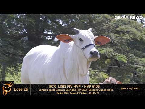 LOTE 25    LISIS FIV HVP   HVP 6103