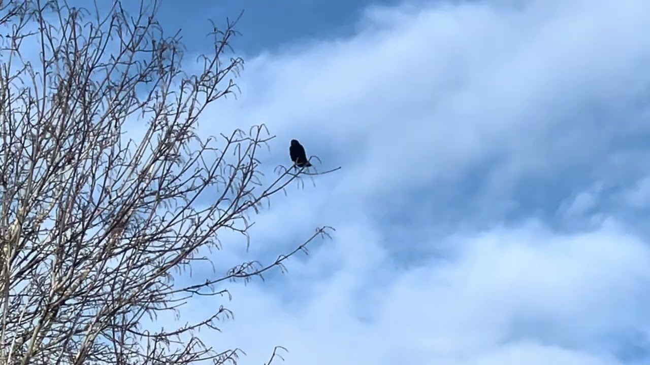 Crow standing on tree branch
