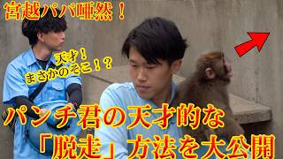 パンチくん 🐵【宮越パパも唖然👀】『脱走』したパンチくん、大好きな飼育員さんへ猛ダッシュでハグ！パンチ君の新給餌からの『脱走』方法を公開…！#パンチくん