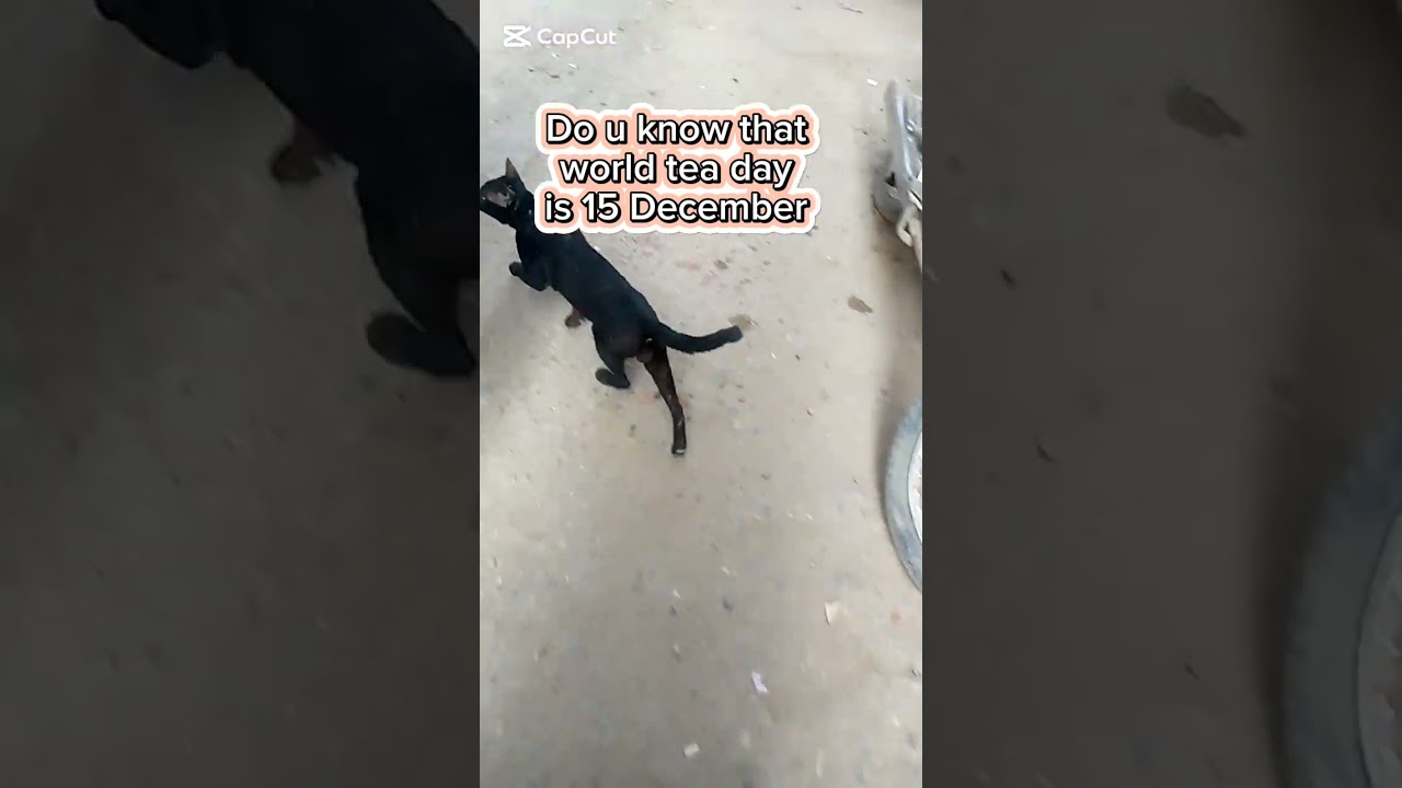 Feeding street cat videos 