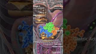 How Your Body Digests a Cheeseburger 🍔 Anatomy Explained #Cheeseburger #Digestion #AnatomyExplained