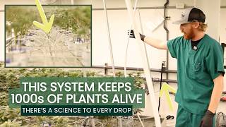 The Science Behind Watering a Cannabis Grow Room