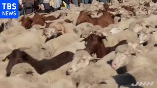 スペイン首都中心部を羊の群れが大行進、２年ぶりの「移牧祭り」