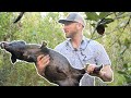 CATCHING FERAL HOGS IN FLORIDA WITH DOGS - Wild Pig Hunting