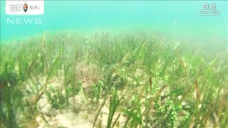 新たなCO2吸収源“海の森”海洋植物に秘められた力【SDGs】(2022年4月13日)