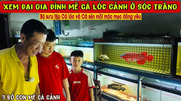 Xem đại gia đình mê Cá Lóc Cảnh ở Sóc Trăng nuôi gì- Thái Salem vê lốc
