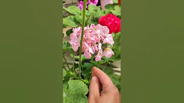 НУЖНО ОБЯЗАТЕЛЬНО СДЕЛАТЬ ЭТО 👉 С ГЕРАНЬЮ! ЧТОБЫ ЯРЧЕ ЦВЕЛА 🌼🌼🌼🌼🌼🌼🌼🌼🌼
