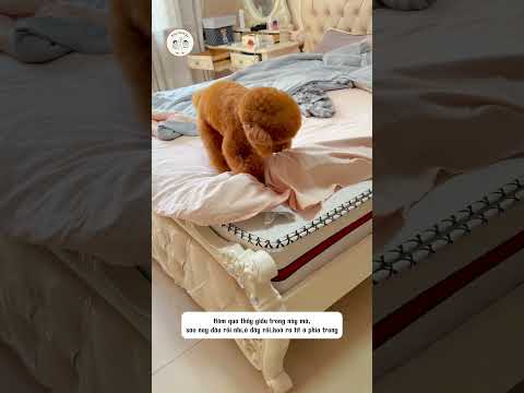 Chú Chó Thông MInh Và Quỹ Đen Của Bố Biến Mất #shorts