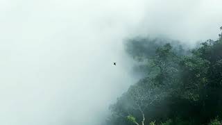 Foggy Forest - Free Stock Creative Commons Video