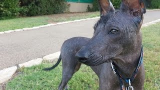 Xolo or Xoloitzcuintle in Israel. The announcement of the purchase and delivery of Xolo in Israel