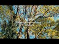 ASMR | 睡眠 | 優しく吹く風の音を森の中で聴いてみる | 3時間 | environment sound