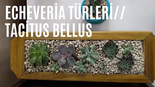 Echeveria Türleri ve Bakımı, Echeveria Parva, Echeveria Lilacina, Echeveria Pullox- Tacitus Bellus