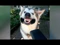 😂 HUSKY - World's FUNNIEST dog! 😂