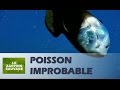 Vidéo très rare : un poisson au crâne transparent ! - ZAPPING SAUVAGE 36