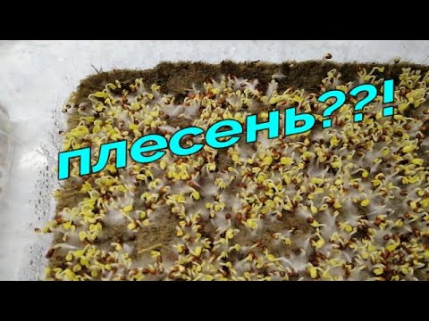 👩🏻‍🌾🌱🌱МИКРОЗЕЛЕНЬ. КАК БОРОТЬСЯ С ПЛЕСЕНЬЮ, КАК ОТЛИЧИТЬ ПЛЕСЕНЬ ОТ...