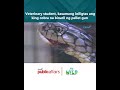 Veterinary student, kasamang iniligtas ang king cobra na binaril ng pellet gun | Born to Be Wild